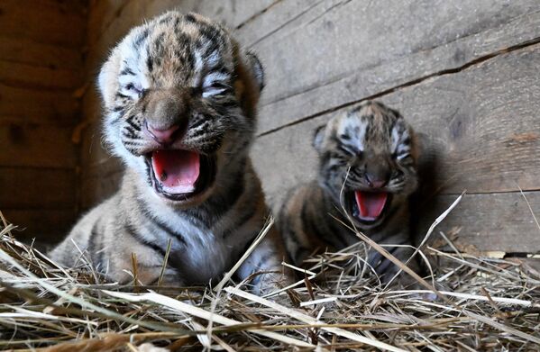 أشبال نمر "آمور" في حديقة حيوانات بريمورسكي "تشوديسني" في بلدة بوريسوفكا، في مقاطعة أوسورييسك، روسيا - سبوتنيك عربي