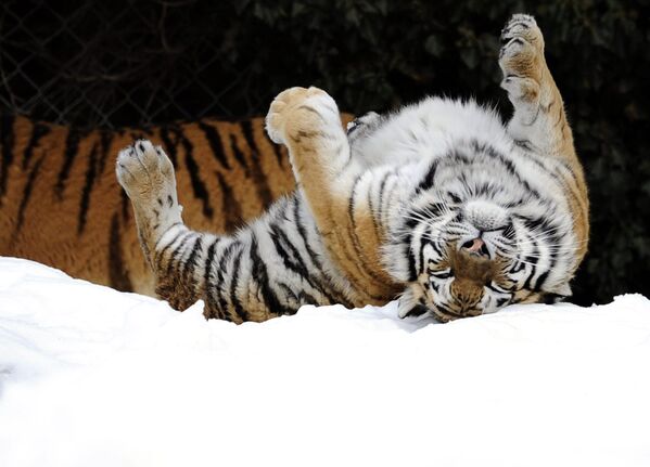 النمر السيبيري "تينكا" يلعب في الثلج في حديقة حيوان "سيرفيون" بالقرب من لوزان، سويسرا - سبوتنيك عربي