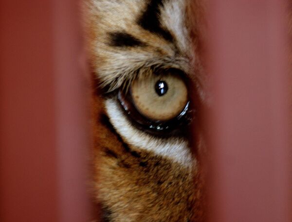 نمر محبوس في قفص أثناء عبوره مطار "أو آر تامبو" الدولي في جوهانسبرغ - سبوتنيك عربي