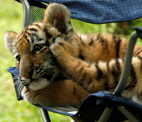 شبل نمر "آمور"، عمره 3 أشهر، يستلقي على كرسي في حديقة حيوان بيتسبرغ - سبوتنيك عربي