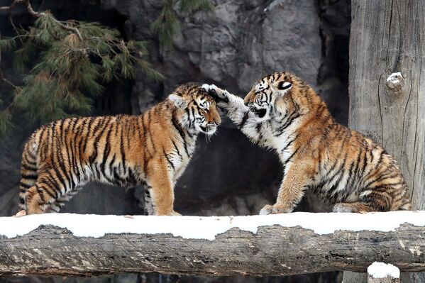 أشبال نمر سيبيري يلعبون في حديقة حيوانات "إيفرلاند" الترفيهية في يونغين، كوريا الجنوبية - سبوتنيك عربي