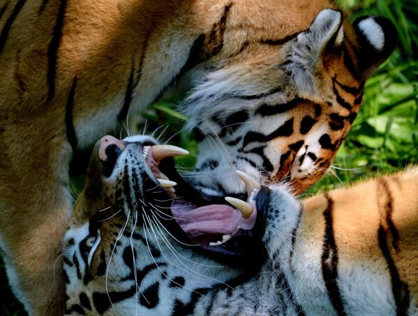 نمور من فصيلة "آمور" و"أوسوري" خلال "أسبوع العسل" في منتزه "بريمورسكي سفاري" - سبوتنيك عربي