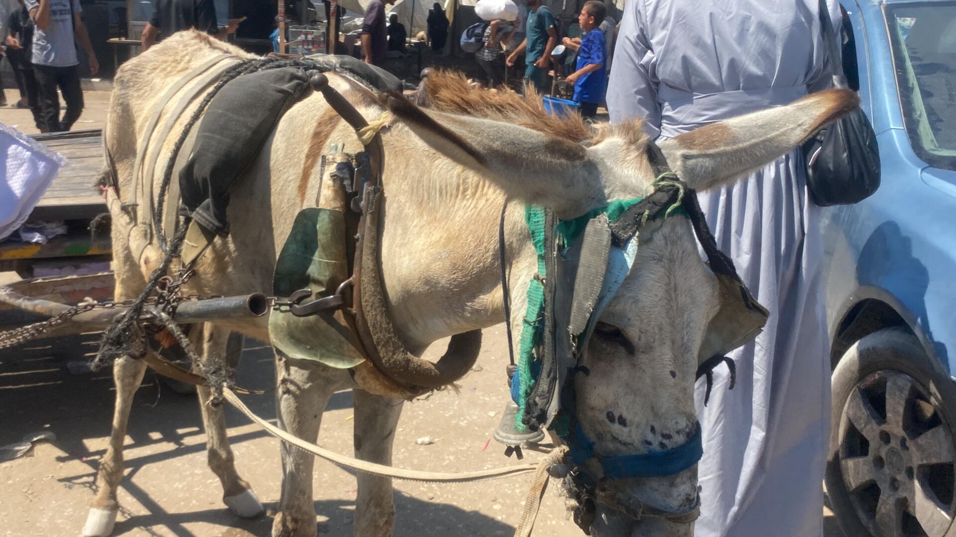 تحت غطاء الرفق بالحيوان... إسرائيل تصادر آخر وسيلة لإسعاف المرضى في غزة تحت غطاء الرفق بالحيوان... إسرائيل تصادر آخر وسيلة لإسعاف المرضى في غزة - سبوتنيك عربي, 1920, 30.07.2025
