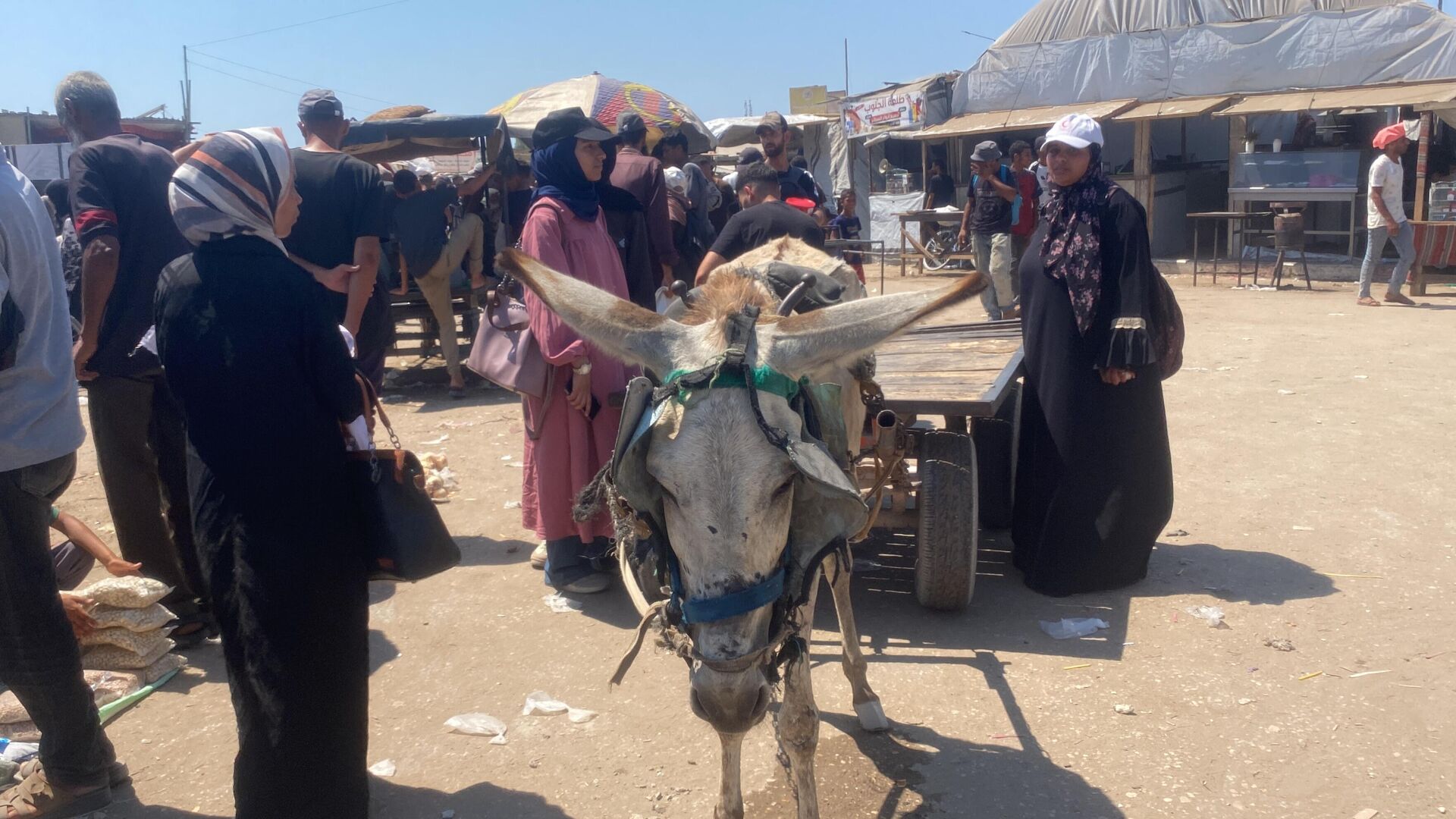 تحت غطاء الرفق بالحيوان... إسرائيل تصادر آخر وسيلة لإسعاف المرضى في غزة تحت غطاء الرفق بالحيوان... إسرائيل تصادر آخر وسيلة لإسعاف المرضى في غزة - سبوتنيك عربي, 1920, 30.07.2025
