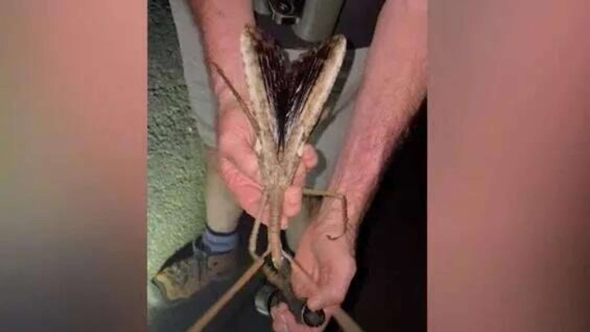 أثقل حشرة في تاريخ أستراليا... مشهد مخيف لم تره سابقا... فيديو