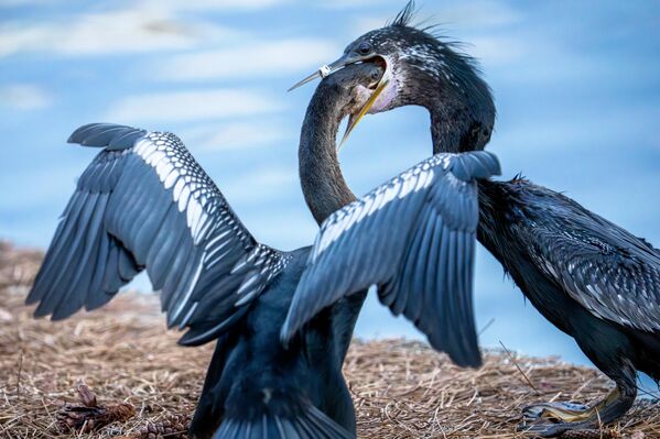الولايات المتحدة الأمريكية... فرخ طائر دارتر يضع رأسه في حلق أمه أثناء إطعامه سمكة - سبوتنيك عربي