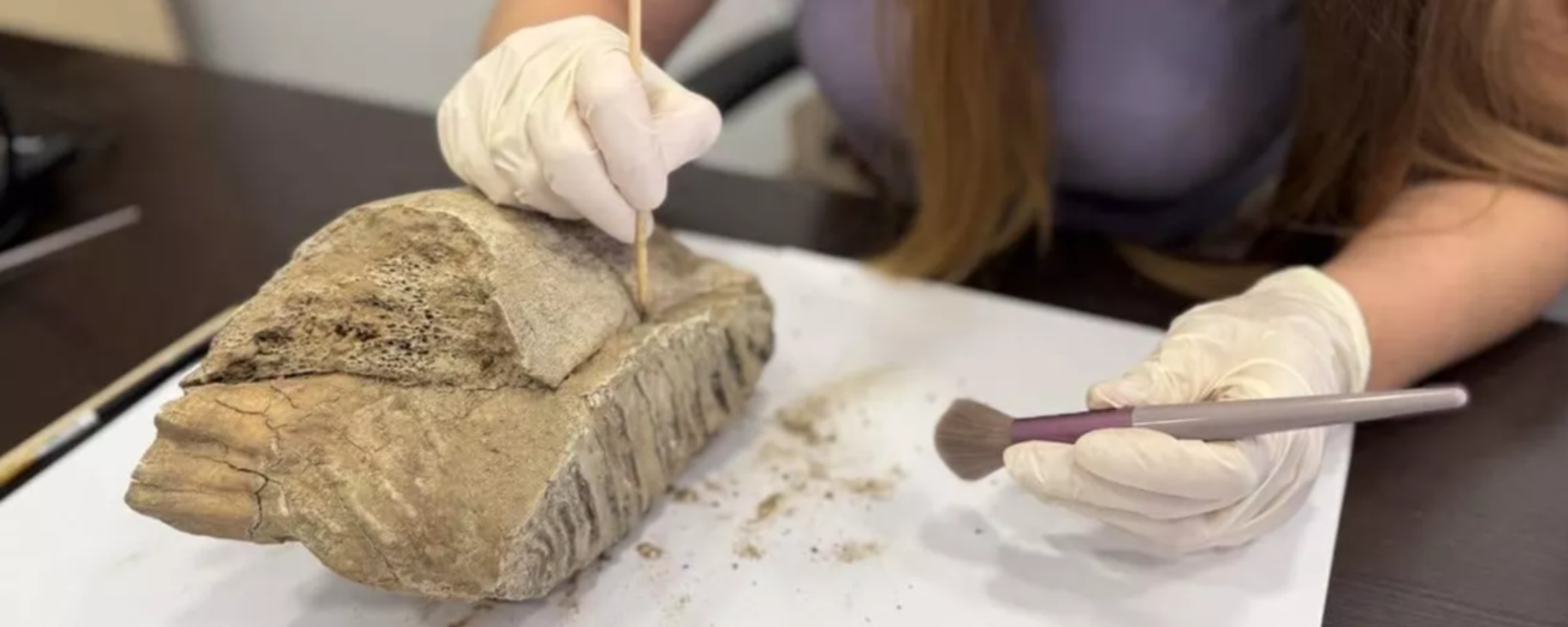 اكتشاف ضرس فيل ماموث في مدينة روسية - سبوتنيك عربي, 1920, 01.08.2025