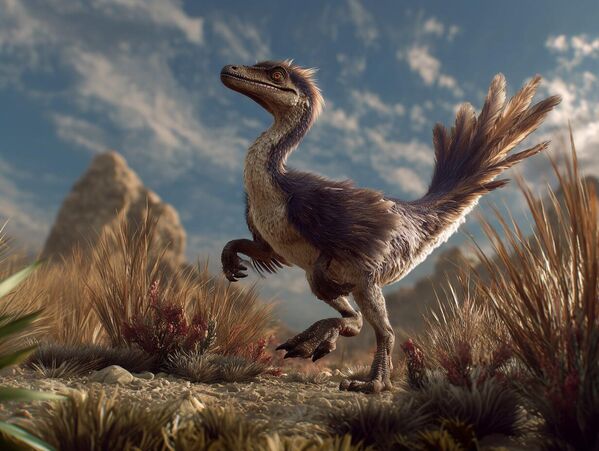 يُعدّ غطاء الريش أمرًا شائعًا لدى عدد من مجموعات الديناصورات، وفي وقتنا الحالي، يعتبر العلماء وجود غطاء الريش أمرًا مؤكدا لدى ثماني عائلات من الديناصورات المفترسة غير الطائرة. - سبوتنيك عربي