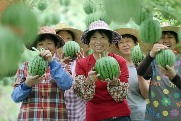 مزارعون يجمعون البطيخ في مزرعة بمحافظة ديكينغ، مدينة هوتشو، مقاطعة تشجيانغ، الصين، - سبوتنيك عربي