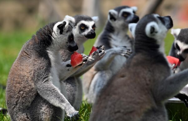 يستمتع الليمور ذو الذيل الحلقي بأيام الصيف الباردة بتناول البطيخ البارد الذي أعده حارس حديقة حيوان شنيانغ للغابات في شنيانغ، مقاطعة لياونينغ شمال شرق الصين. - سبوتنيك عربي