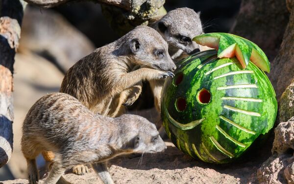 حيوانات السرقاط تأكل بطيخة في حديقة حيوان هانوفر. - سبوتنيك عربي