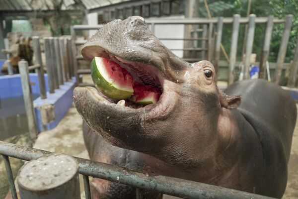 فرس نهر يأكل البطيخ ليبرد نفسه في حديقة حيوان تشنغتشو في يوم صيفي حار. - سبوتنيك عربي