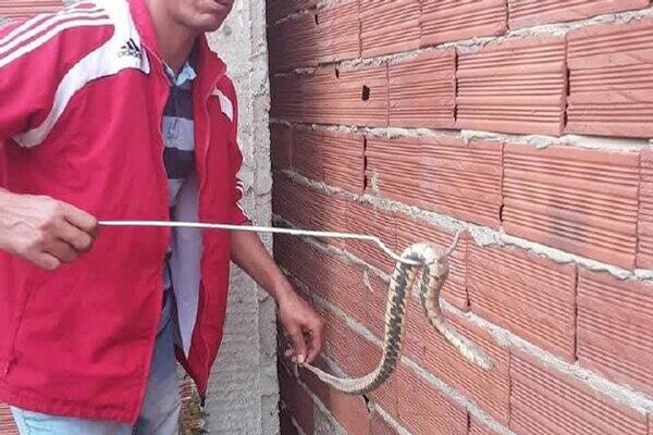 بشير البجاوي.. التونسي الذي روض الكوبرا - سبوتنيك عربي