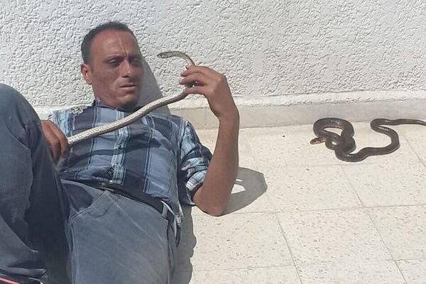 بشير البجاوي.. التونسي الذي روض الكوبرا - سبوتنيك عربي