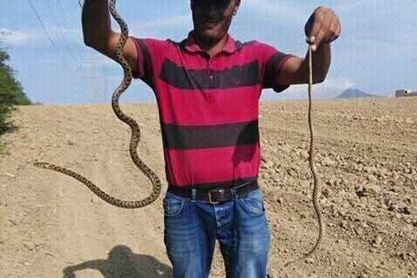 بشير البجاوي.. التونسي الذي روض الكوبرا - سبوتنيك عربي