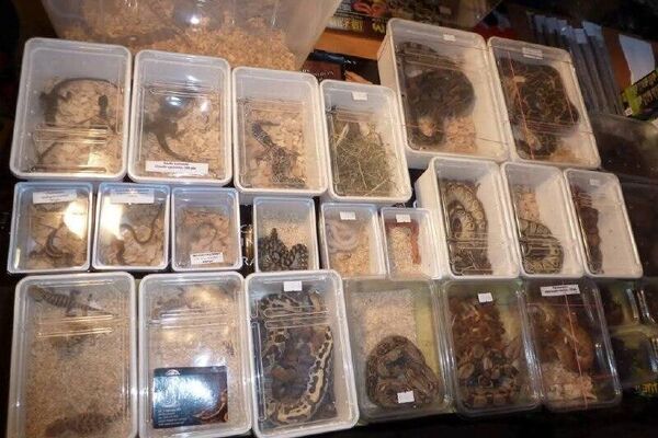 بشير البجاوي.. التونسي الذي روض الكوبرا - سبوتنيك عربي