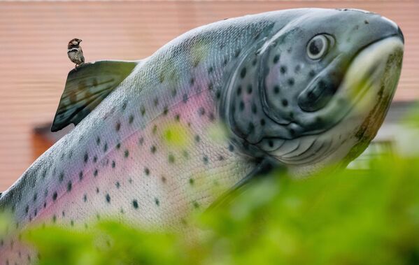 عصفور يقف على ظهر تمثال على شكل سمكة، ألمانيا. - سبوتنيك عربي