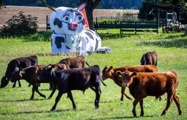 بقرة عملاقة مصنوعة من لفائف القش في مهرجان زراعي، ألمانيا. - سبوتنيك عربي