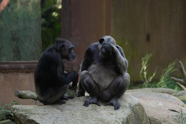 قرود الشمبانزي في حديقة حيوان برشلونة، إسبانيا. - سبوتنيك عربي