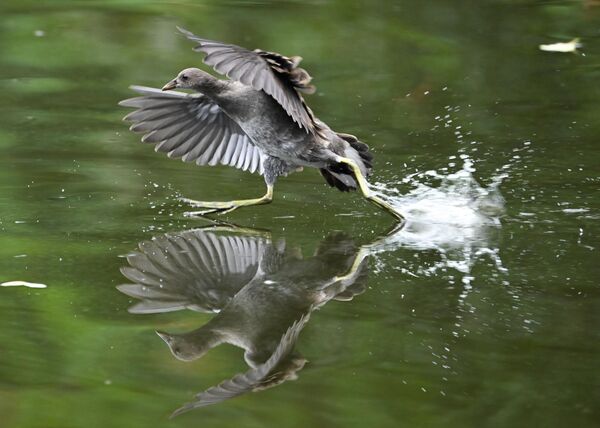 بطة تركض على الماء في بركة جاكوبيفايهر بغابة مدينة فرانكفورت، ألمانيا. - سبوتنيك عربي