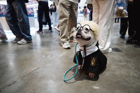 كلب بولدوغ يرتدي زي هاري بوتر خلال بطولة معرض الحيوانات الأليفة 2025 في مركز "الملكة سيريكيت" الوطني للمؤتمرات في بانكوك، تايلاند. - سبوتنيك عربي
