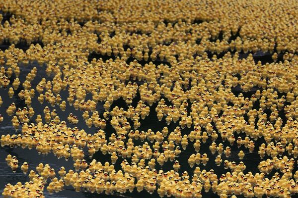 بطات مطاطية تطفو في نهر شيكاغو خلال حملة خيرية لجمع التبرعات في شيكاغو، الولايات المتحدة. - سبوتنيك عربي