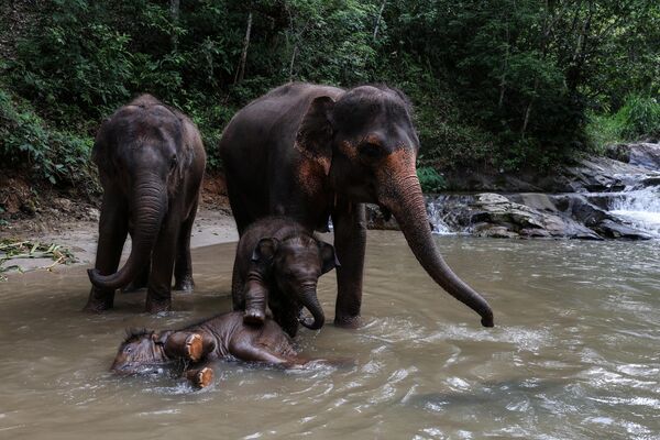 فيلة تستحم في نهر وانغ بالقرب من قرية في شيانغ ماي، تايلاند. - سبوتنيك عربي