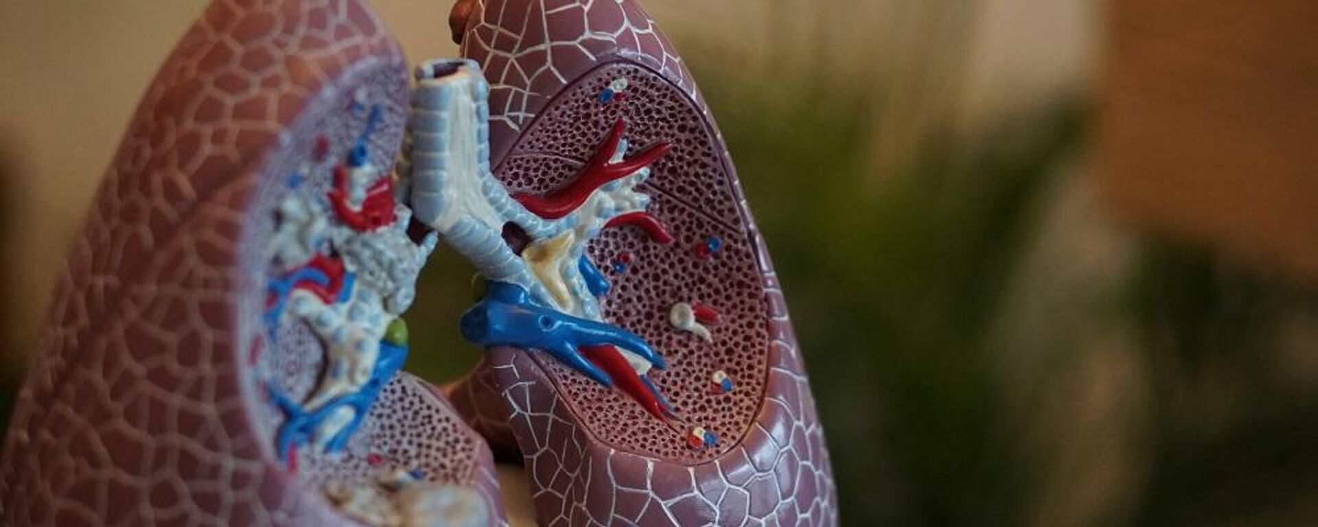 مجسم لرئة - سبوتنيك عربي, 1920, 09.08.2025