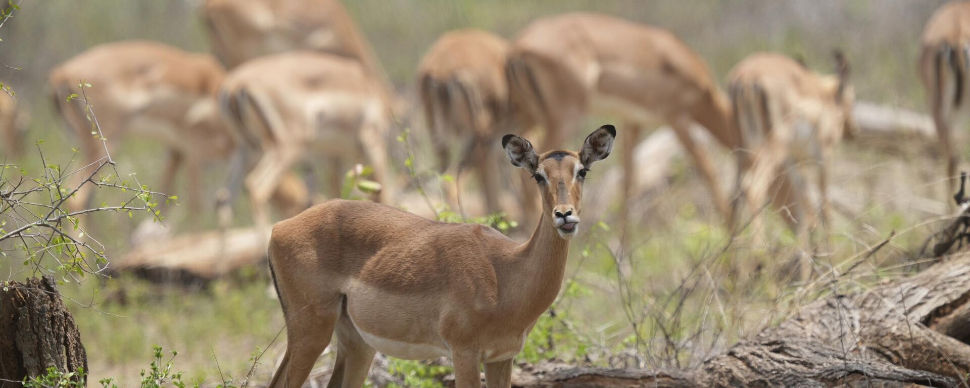 ظباء - سبوتنيك عربي, 1920, 12.08.2025