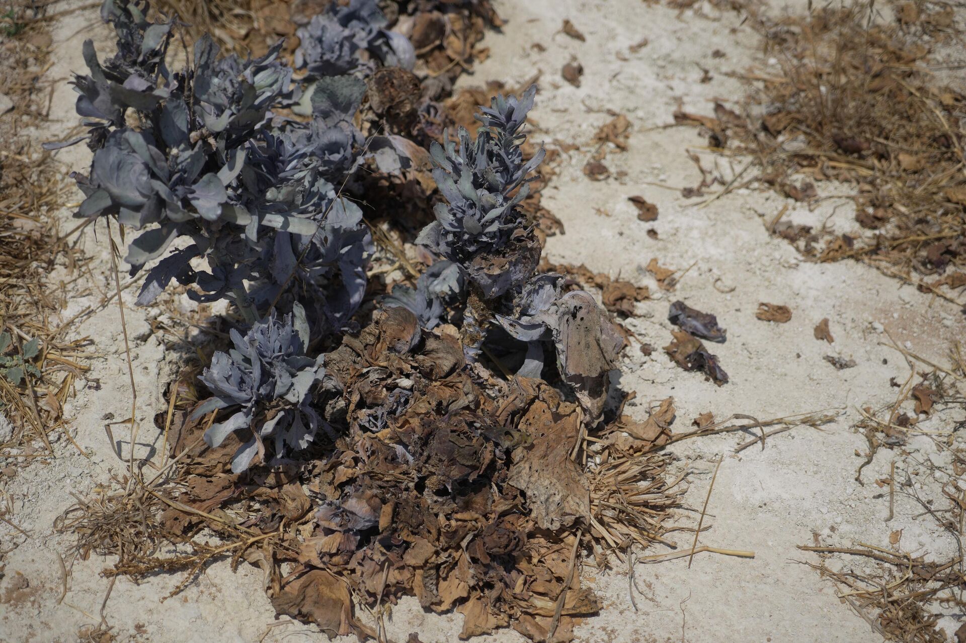 تدمير الآبار والينابيع وتعطيش السكان جنوبي الضفة الغربية   - سبوتنيك عربي, 1920, 12.08.2025