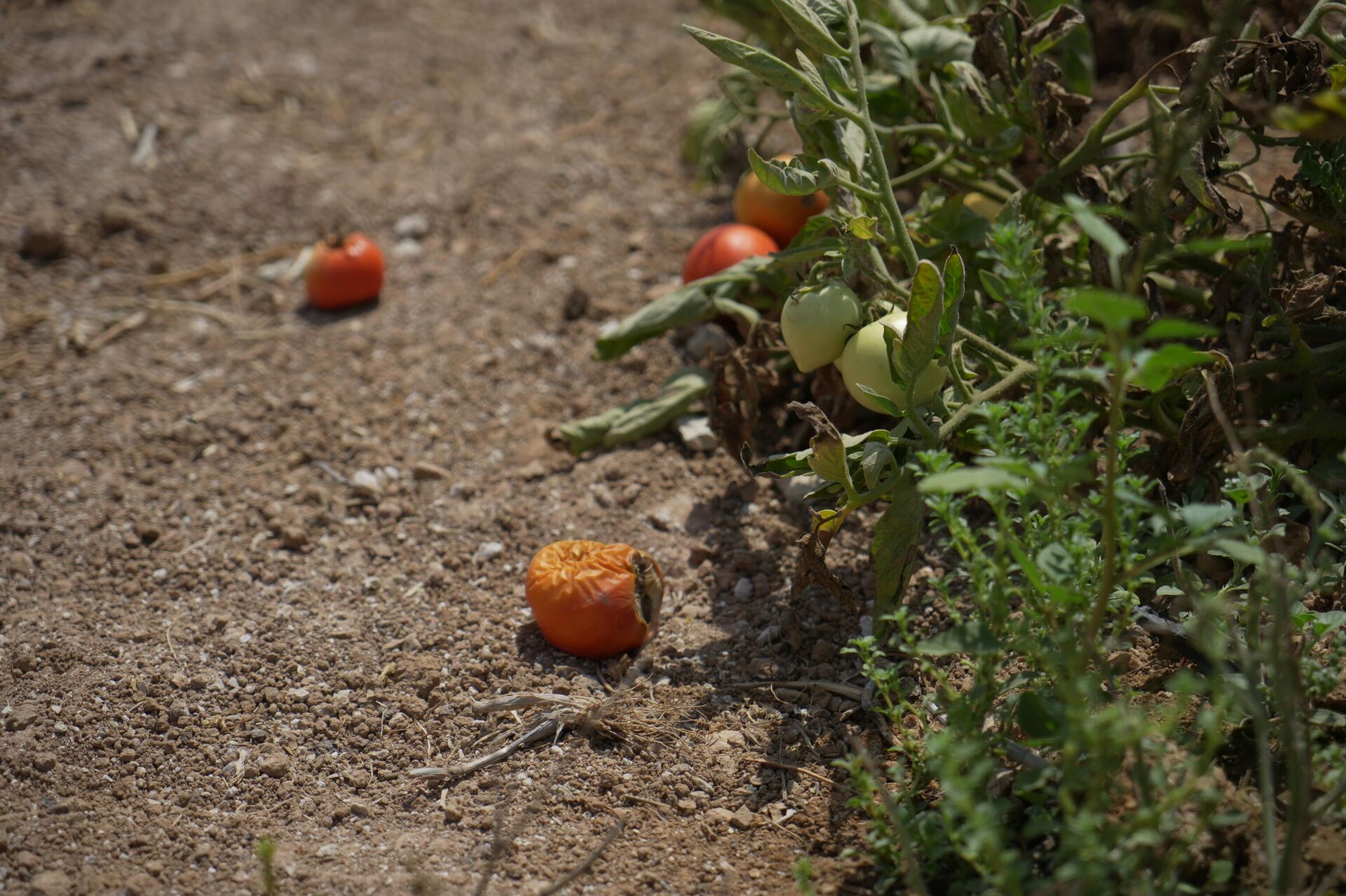 تدمير الآبار والينابيع وتعطيش السكان جنوبي الضفة الغربية   - سبوتنيك عربي, 1920, 12.08.2025