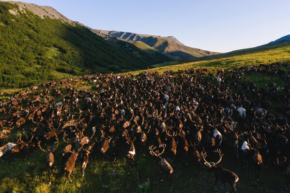 قطيع من الغزلان في جبال الأورال القطبية، في منطقة يامالو نينيتس. - سبوتنيك عربي