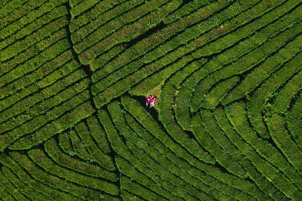 مزرعة الشاي في ماتسيستا. - سبوتنيك عربي
