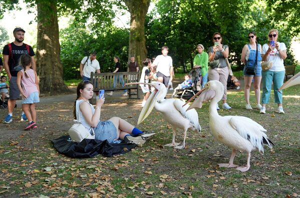 طيور البجع تلهو بالقرب من فتاة في حديقة "سانت جيمس" في لندن، المملكة المتحدة. - سبوتنيك عربي