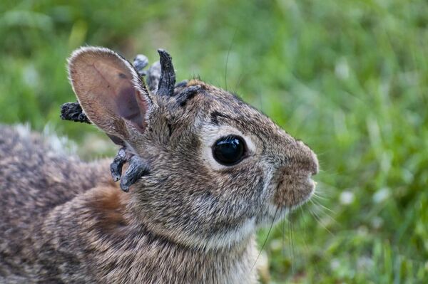 أرنب بقرون في مدينة فورت كولينز بولاية كولورادو الأمريكية - سبوتنيك عربي