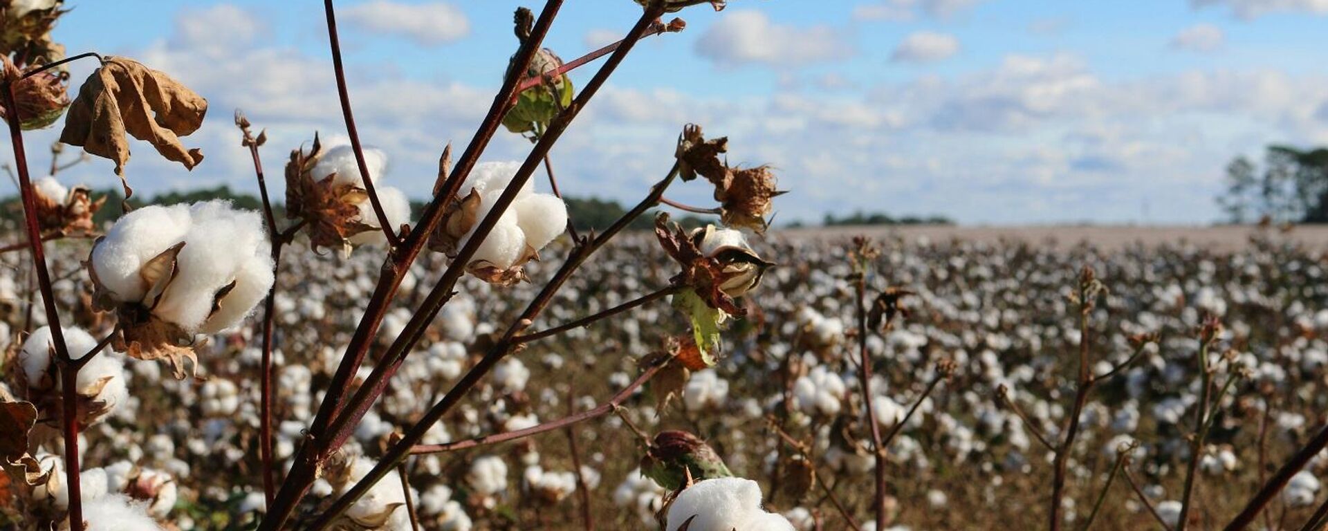 نبات القطن - سبوتنيك عربي, 1920, 14.08.2025