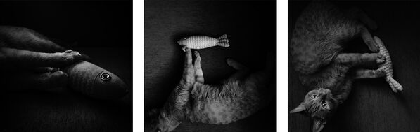 قطة تصطاد سمكة، روسيا. - سبوتنيك عربي