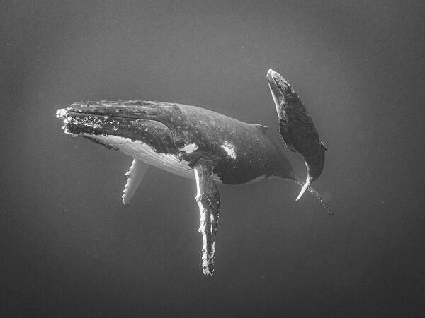 صورة لحوت عملاق مع صغيره في نيوزيلندا. - سبوتنيك عربي