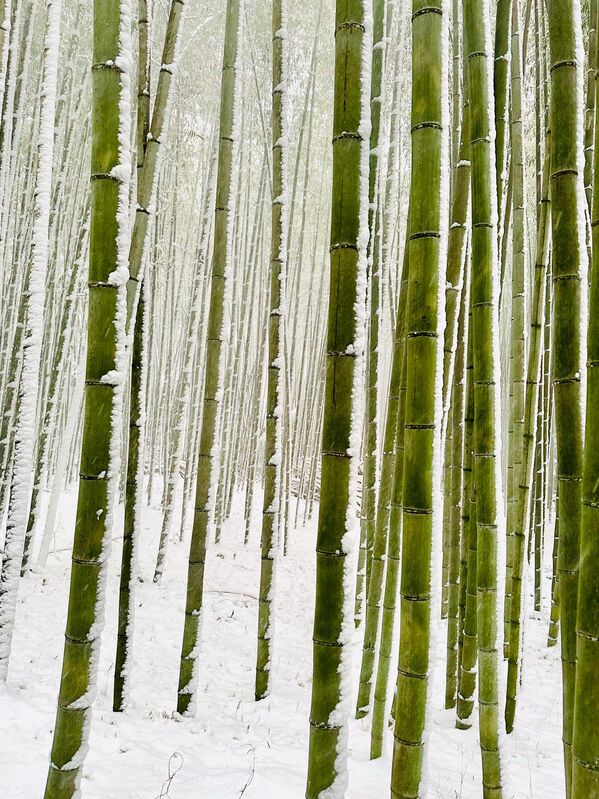 صورة للخيزران في الشتاء، اليابان. - سبوتنيك عربي