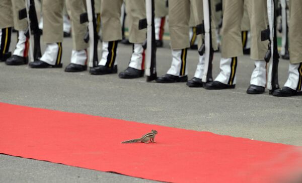سنجاب على السجادة الحمراء خلال بروفة الاحتفالات بيوم الاستقلال التاسع والسبعين في مجمع القلعة الحمراء في نيودلهي، الهند. - سبوتنيك عربي