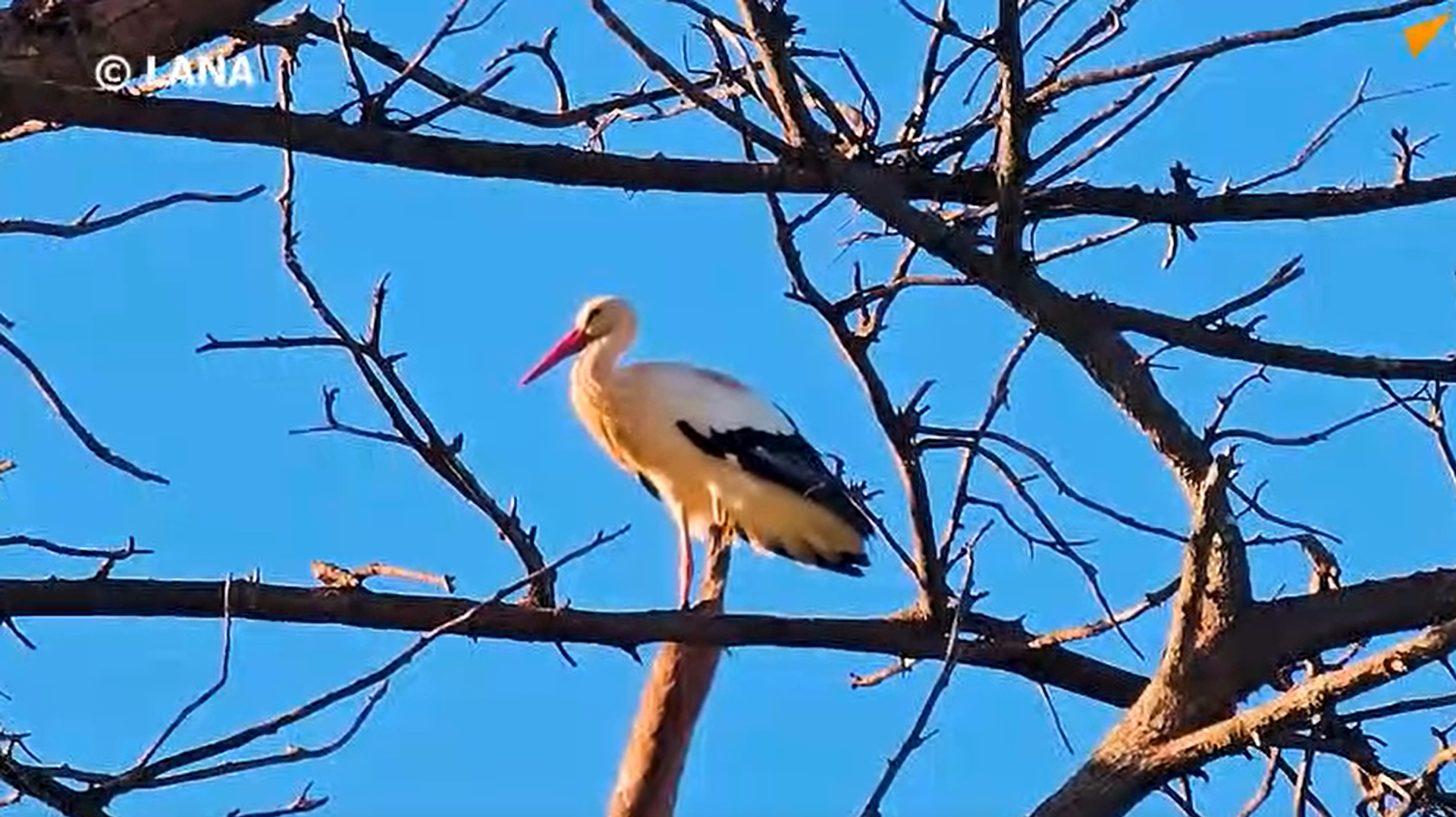 طائر اللقلق الأبيض جوهرة السماء التي استوطنت مدينة المرج الليبية طائر اللقلق الأبيض جوهرة السماء التي استوطنت مدينة المرج الليبية - سبوتنيك عربي, 1920, 25.08.2025