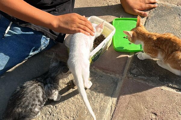 النازحون في قطاع غزة  يتقاسمون الطعام مع حيواناتهم - سبوتنيك عربي