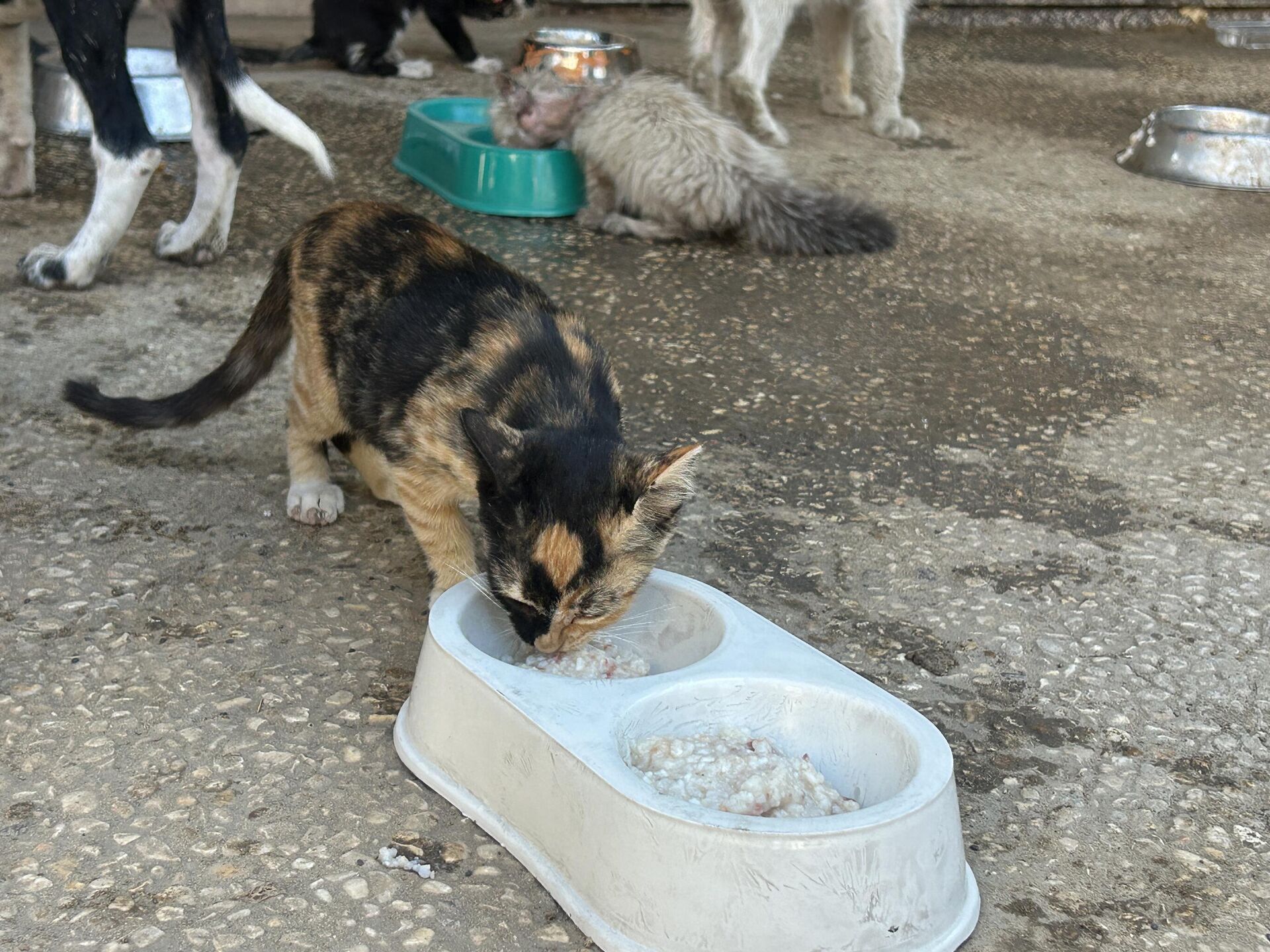النازحون في قطاع غزة  يتقاسمون الطعام مع حيواناتهم - سبوتنيك عربي, 1920, 26.08.2025