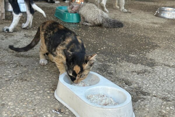 النازحون في قطاع غزة  يتقاسمون الطعام مع حيواناتهم - سبوتنيك عربي