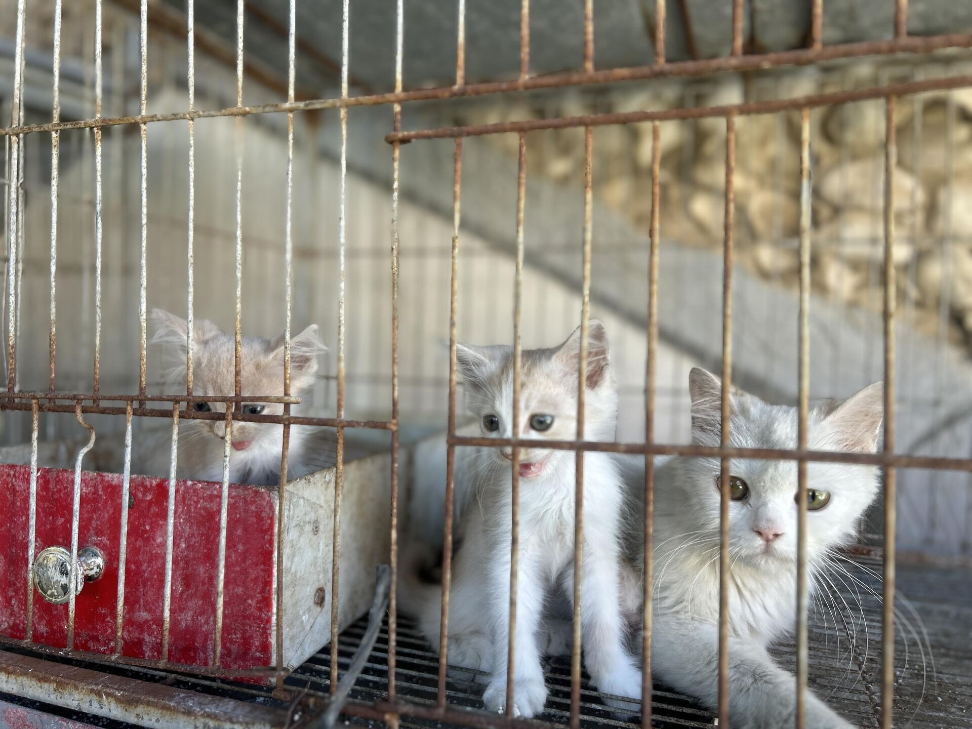 النازحون في قطاع غزة  يتقاسمون الطعام مع حيواناتهم - سبوتنيك عربي, 1920, 26.08.2025