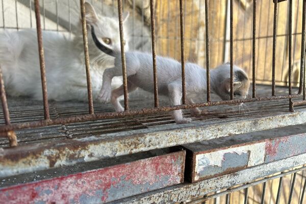 النازحون في قطاع غزة  يتقاسمون الطعام مع حيواناتهم - سبوتنيك عربي