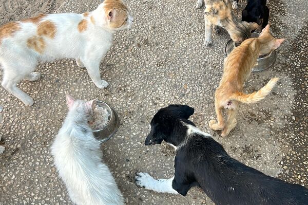 النازحون في قطاع غزة  يتقاسمون الطعام مع حيواناتهم - سبوتنيك عربي