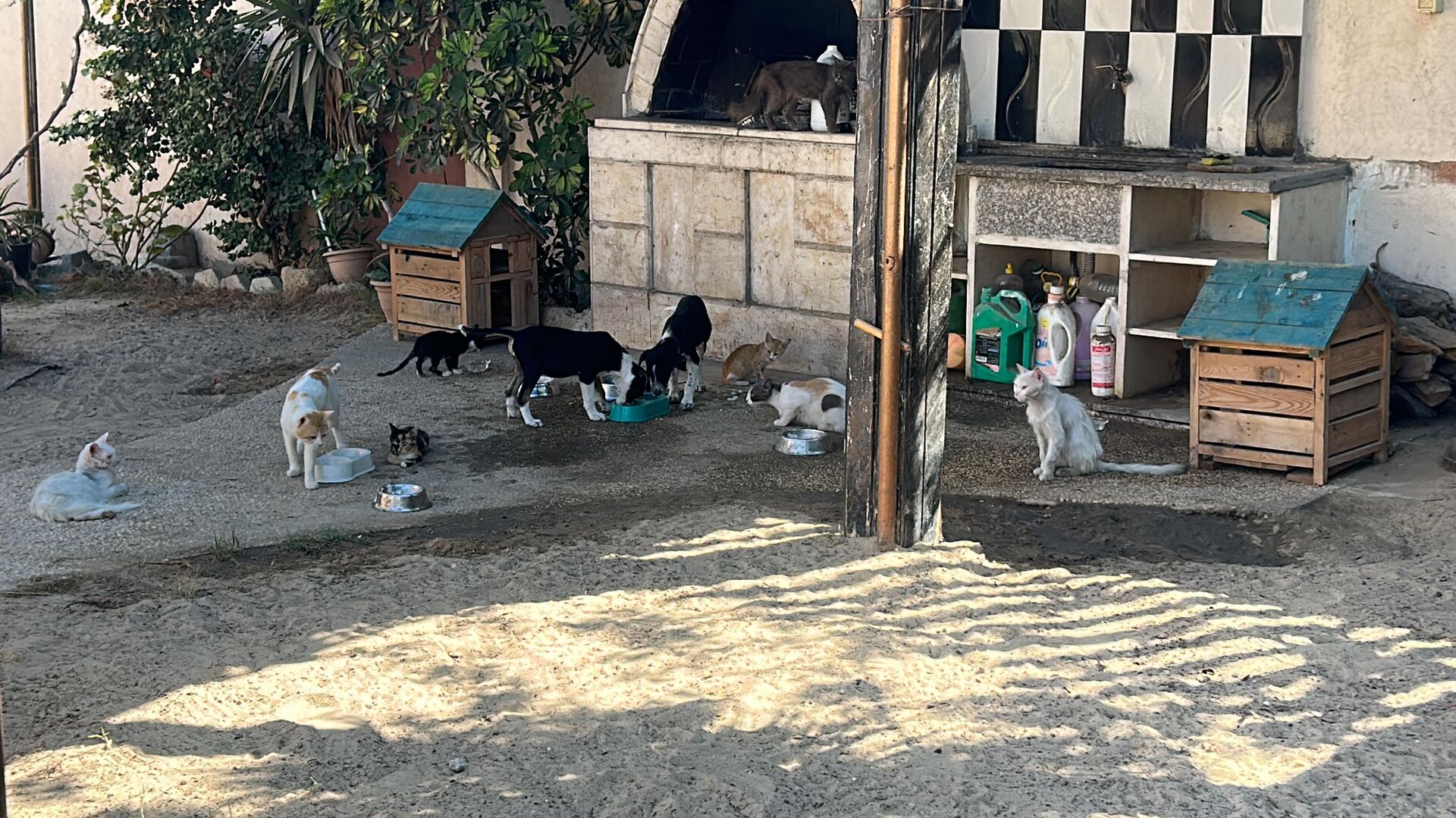 النازحون في قطاع غزة  يتقاسمون الطعام مع حيواناتهم - سبوتنيك عربي, 1920, 26.08.2025