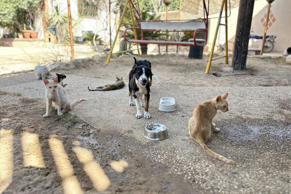 النازحون في قطاع غزة  يتقاسمون الطعام مع حيواناتهم - سبوتنيك عربي