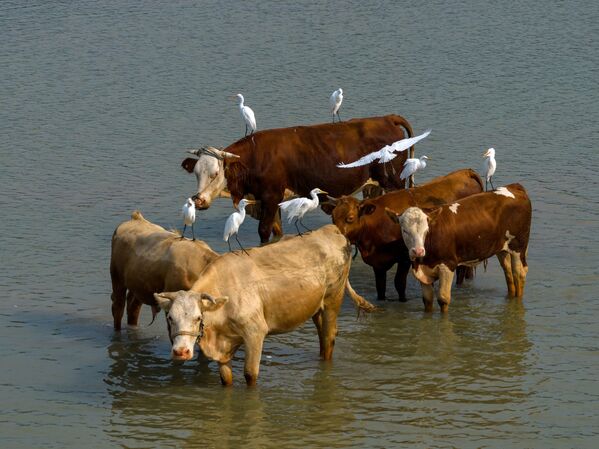 طيور "مالك الحزين" تقف على ظهور الأبقار في انتظار الوقت المناسب للبحث عن الطعام بجانب نهر "شينيي"، الصين - سبوتنيك عربي